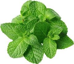 Mint